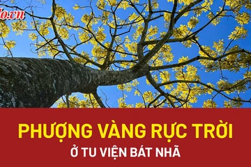 Video: Ngắm phượng vàng rực trời ở Tu viện Bát Nhã, Lâm Đồng