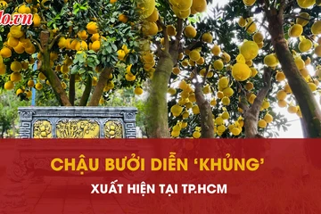 Độc đáo chậu bưởi Diễn trưng Tết cao gần 4 mét xuất hiện tại TP.HCM