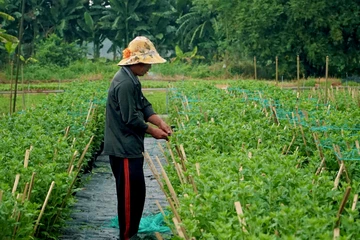 Mùa hoa Tết cận kề, nhà vườn trồng hoa ‘nín thở’ chờ ngày ra chợ