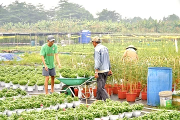 TP.HCM sẽ đào tạo 1.680 lao động nông thôn theo mô hình 'nông dân số'