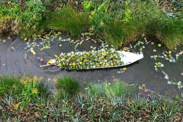 Rộn ràng mùa thu hoạch khóm Tân Phước