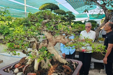 Những cây Bonsai độc lạ, tiền tỉ ở Tây Ninh
