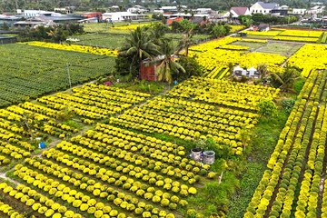 Cúc mâm xôi đúng Tết hiếm hàng, nhà vườn giữ chữ tín giữa cơn sốt giá