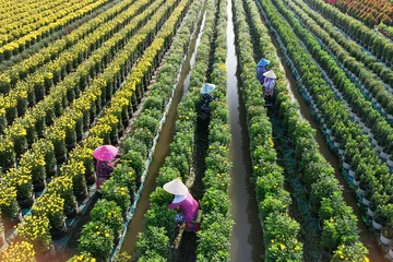 Thời tiết bất lợi, làng hoa Mỹ Phong chật vật giữ hoa bán Tết