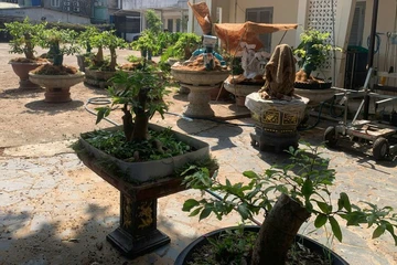 Góc nhìn pháp lý vụ xử phạt và tịch thu 42 cây mai vàng ở Côn Đảo