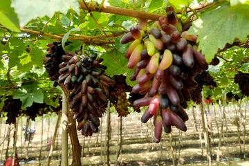 Khánh Hòa vẫn giữ bảo hộ, chỉ dẫn địa lý nho, thịt cừu Ninh Thuận