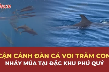 Cận cảnh đàn cá voi trăm con nhảy múa sát mũi ca nô tại đặc khu Phú Quý