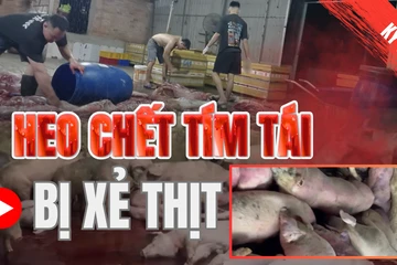 Điều tra: Thịt bẩn luồn lách đến bữa ăn - Kỳ 1: Heo chết tím tái bị xẻ thịt