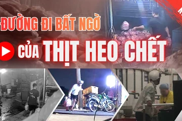Điều tra: Thịt bẩn luồn lách đến bữa ăn - Kỳ 2: Heo chết được giao cho công ty suất ăn công nghiệp 