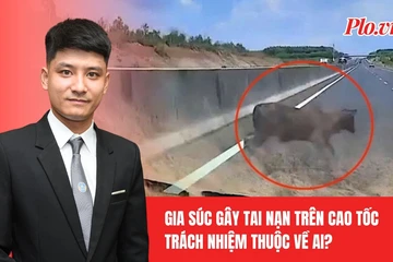 Gia súc chạy vào đường cao tốc gây tai nạn: Ai chịu trách nhiệm?