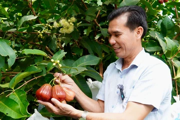 Sau nhãn Ido chịu hạn, nông dân Cần Thơ tiếp tục giấc mơ đưa mận Việt ra thế giới