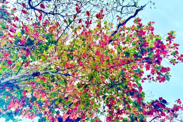 Đến Côn Đảo ngắm những 'cụ bàng' trăm tuổi mùa thay lá