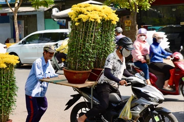 hoa, hoa tết, chợ hoa, tết, Bính Ngọ 2026, xuân