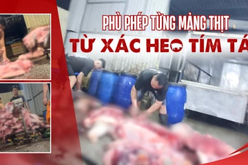 Điều tra: Thịt bẩn luồn lách đến bữa ăn - Kỳ 1: Thâm nhập lò mổ heo chết