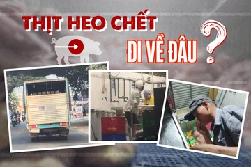 Điều tra: Thịt bẩn luồn lách đến bữa ăn - Kỳ 2: Đường đi của xe chở thịt heo chết lúc rạng sáng