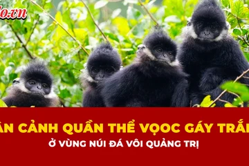 Ngắm đàn voọc gáy trắng quý hiếm hơn 200 con ở vùng núi đá vôi Quảng Trị