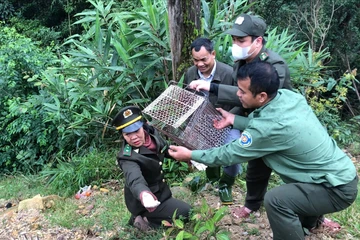 Người dân làm 'tai mắt' cài cắm khắp rừng, thú hoang thoát cửa tử