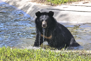Đến thăm nơi những chú gấu được học lại cách làm... gấu