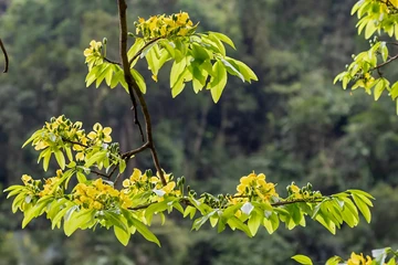 Ngắm rừng mai vàng cổ thụ hàng trăm năm tuổi giữa rừng già Đakrông