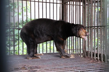 Chùm ảnh cứu hộ 4 con gấu từ TP.HCM đưa về Bạch Mã