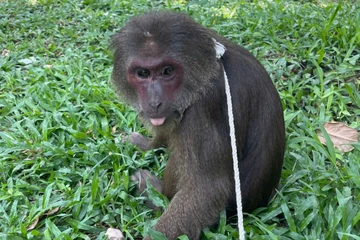 Phát hiện khỉ mặt đỏ quý hiếm đi lạc vào chùa ở Huế