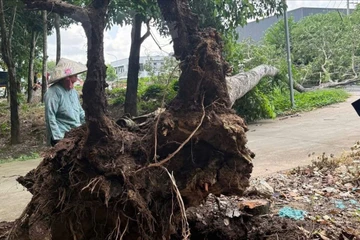 Cây cao su bật gốc kéo đổ 2 cột điện, giao thông bị ảnh hưởng ở TP.HCM
