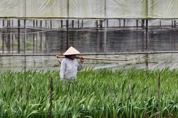 Nhà vườn Quảng Ngãi 'nín thở' giữ ruộng lay ơn chờ Tết