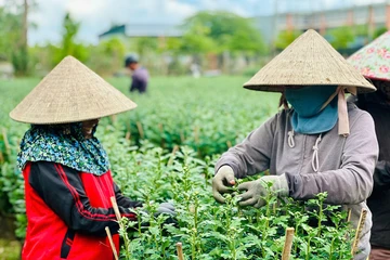 Nhiều vườn hoa cúc Tết ở Quảng Ngãi 'chốt đơn' sớm