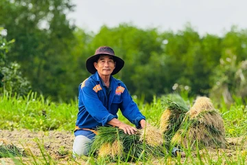 Nông dân 'thủ phủ' kiệu ở Quảng Ngãi phấn khởi đón Tết khi được mùa, giá cao