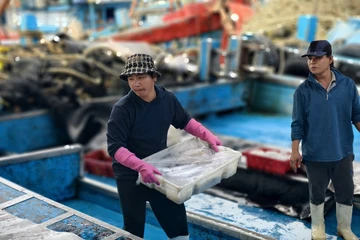 Cận Tết, cá về dồn dập: Ngư dân Quảng Ngãi trúng mùa, được giá