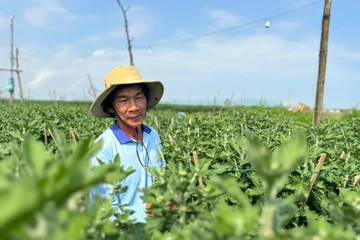 Cúc đỏ lạ mắt giá gấp 3 cúc thường vẫn cháy hàng ở Quảng Ngãi