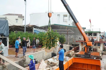 Tấp nập chở hàng, hoa Tết từ đất liền ra đảo Lý Sơn