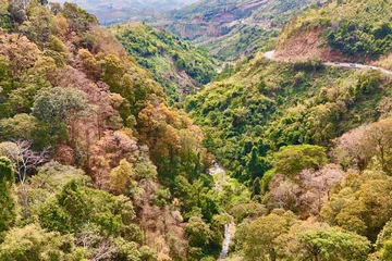 Rừng Măng Đen rực rỡ vào mùa thay lá