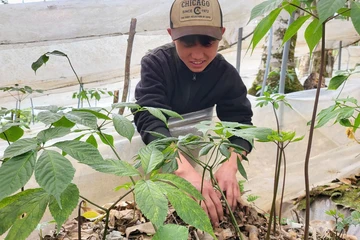 Đón Tết trên đỉnh Ngọc Linh