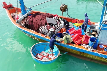 Ngư dân Quảng Ngãi trúng đậm mùa cá nục chính vụ