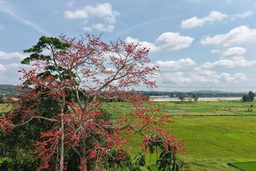 Ngắm cây gạo trăm năm tuổi ở Quảng Ngãi nở hoa đỏ rực bên sông Trà Khúc
