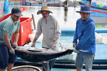 Ngư dân Quảng Ngãi khui hầm cá ngừ đại dương, 3-4 người khiêng không xuể