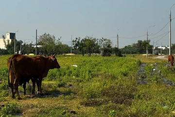 Dự án 185 tỉ đồng ở Quảng Ngãi để thả bò, trồng rau