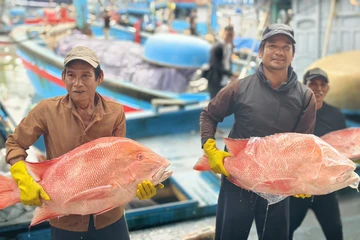 Lộc biển của ngư dân Quảng Ngãi giữa bão giá nhiên liệu