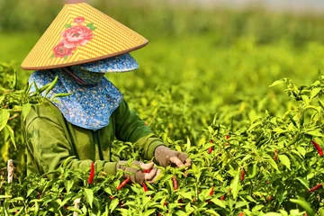 Quảng Ngãi: Ớt chín đỏ đồng, rớt giá thê thảm hơn chục lần