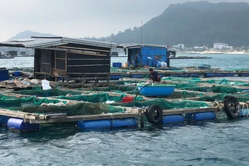 Cá bớp chết hàng loạt ở Lý Sơn: Do vi khuẩn cao, nước thiếu oxy