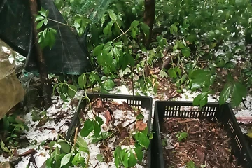 Mưa đá 4 ngày liên tiếp tàn phá cây trồng vùng cao Quảng Ngãi