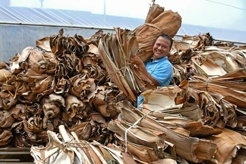 Nhà vườn ở Quảng Ngãi kiếm tiền triệu nhờ bán thứ tưởng bỏ đi