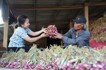 Hành tím trúng mùa trúng giá, nông dân Quảng Ngãi thu lãi lớn