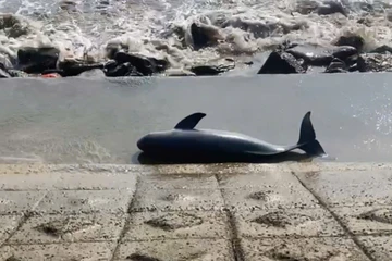 Xác cá voi trôi dạt vào bờ kè biển Quảng Trị