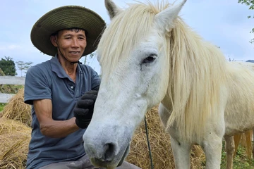 Chuyện về chú ngựa trắng 8 tuổi phục vụ du lịch giữa sông núi Phong Nha 