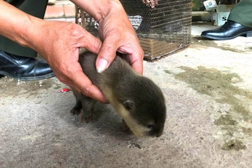 1 học sinh giao nộp con rái cá quý hiếm