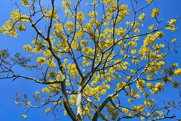 Phượng vàng rực trời ở Tu viện Bát Nhã, gọi xuân về với phố núi Bảo Lộc