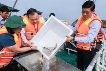Hơn 2,5 triệu con giống thủy sản được thả trên vùng biển Cát Bà