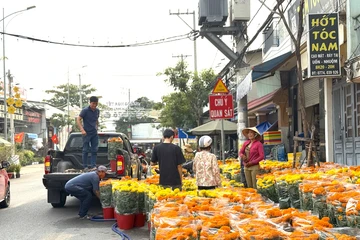 Chợ hoa tết TP.HCM: Phân khúc giá rẻ lên ngôi, mai bonsai hút khách